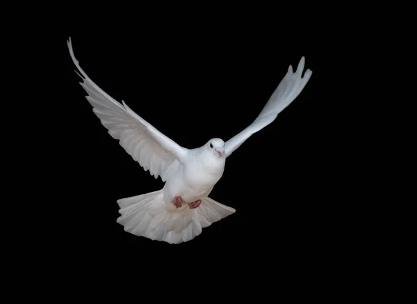 Witte Duif Vliegend Geïsoleerd Zwart — Stockfoto