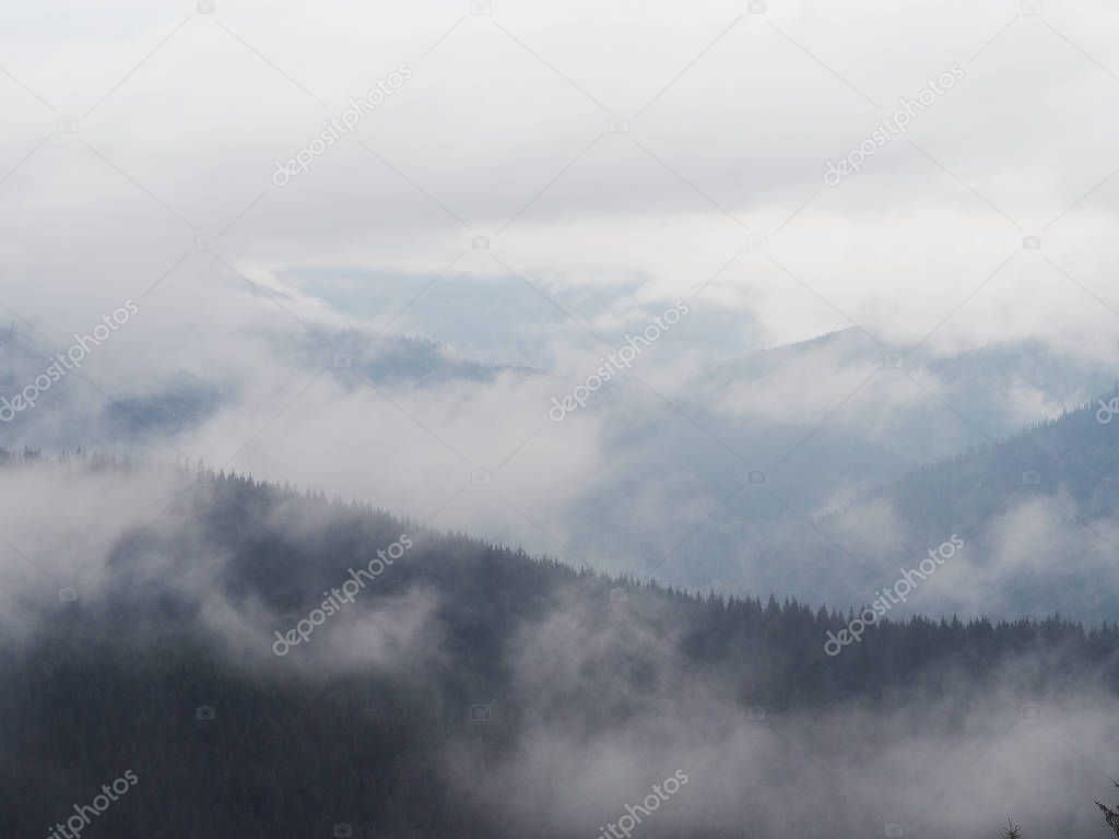 Carpatian mountains fog and mist at the pine forest 