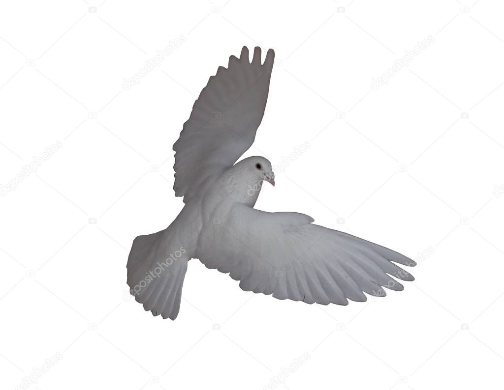 White dove flying isolated on the white