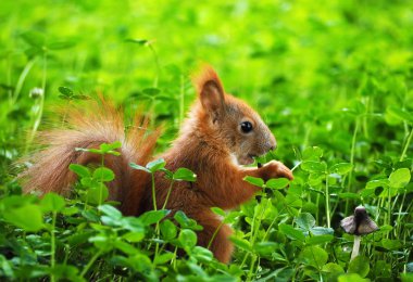Sincap mantar arıyorum yeşil çimen, şirin