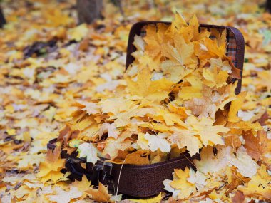 Sarı akçaağaç dolu çanta yere bırakır