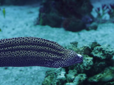 Murena büyük yılan sweaming mavi okyanus