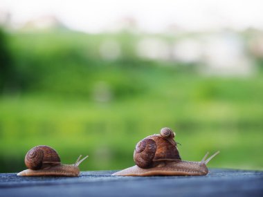 Salyangoz kahverengi mavi ahşap yarış yeşil kağıt yönü