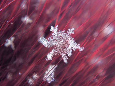 Kar tanesi güzel renkli arka plan makro üzerinde