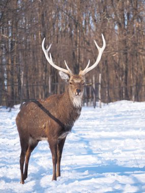 Güneş yakın çekim karlı ormanı geyik