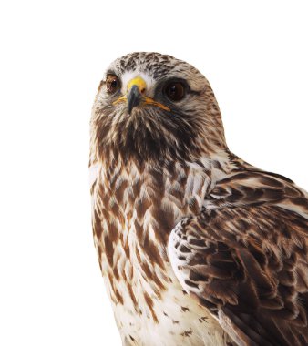 Kahverengi beyaz izole oturan kartal