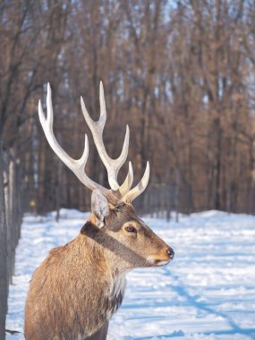 Güneş yakın çekim karlı ormanı geyik