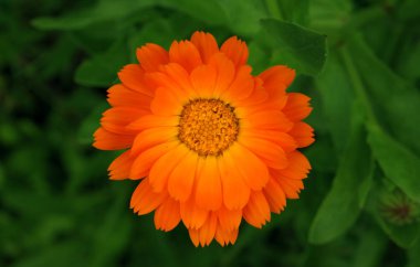 Calendula turuncu çiçek üstten görünüm