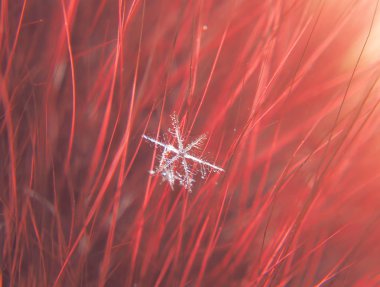 Kar tanesi güzel renkli arka plan makro üzerinde