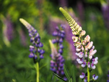 Çiçekler lupine yeşil çim garmony mavi