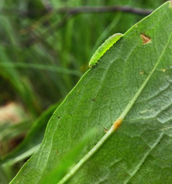 Yeşil tırtıl gome gider