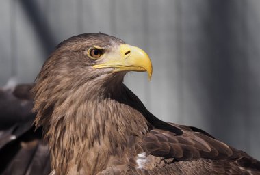 Kartal sarı gagası ile kapat geri seyir