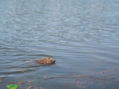 Kirpi yeşil çim seyahat