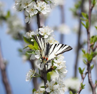 Kelebek papolio machaon mavi gökyüzü arka plan, çiçek çiçek
