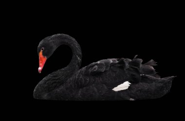 İhbarı izole göl sweaming, siyah kuğu