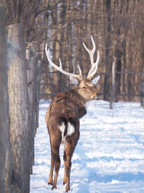 Güneş yakın çekim karlı ormanı geyik