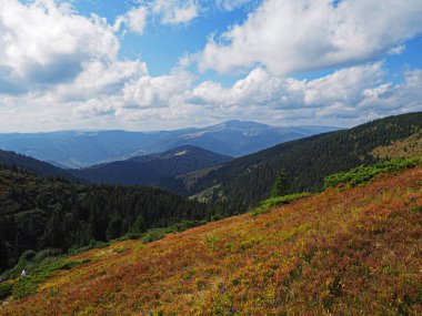 Karpatian dağları yeşil ormanın üst manzarası 