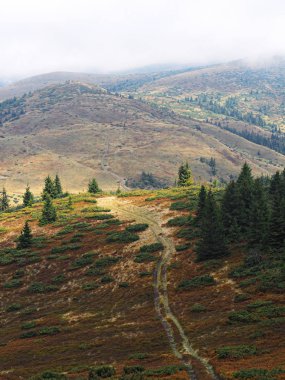 Carpatian dağlar yeşil orman köyünde 