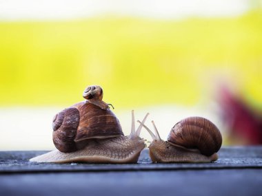 Salyangoz kahverengi mavi ahşap yarış yeşil kağıt yönü