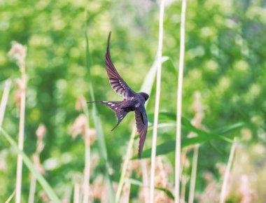 Uçuş göl üzerinde yutmak