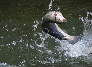 Denizden atlama balık alabalık