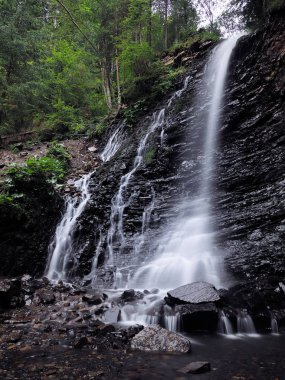Şelale yeşil yağmurlu çam ormanı, carpatian Dağları 