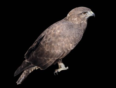 Siyah izole kartal kahverengi oturma 