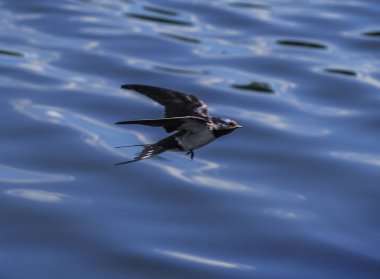 Uçuş göl üzerinde yutmak