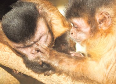 Maymun kırmızı güneşe yakın çekim