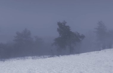 Karlı kış sis ormanda