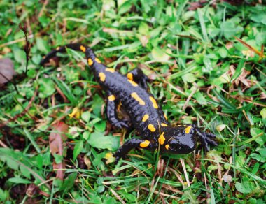 Salamandra taş ve Carpatian Dağları, yeşil çim