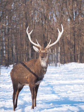 Güneş yakın çekim karlı ormanı geyik