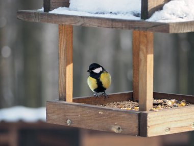 Güneşe besleyici oturan baştankara