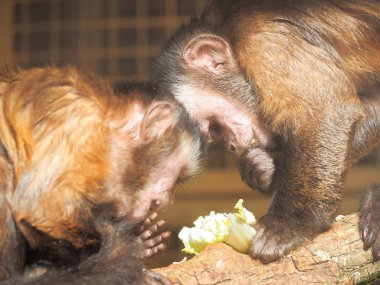 Maymun kırmızı güneşe yakın çekim
