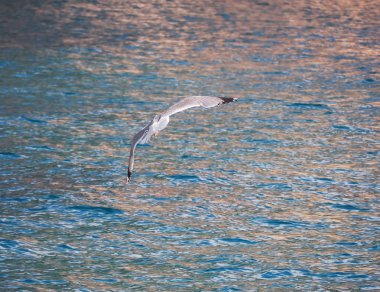Denize yakın dağların üzerinde uçan martı