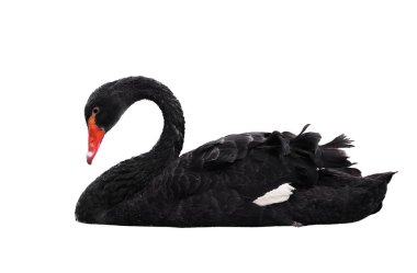 Siyah beyaz izole göl sweaming, kuğu