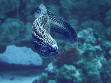 Murena büyük yılan sweaming mavi okyanus