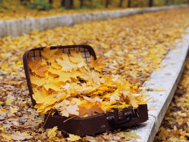 Sarı akçaağaç dolu çanta yere bırakır