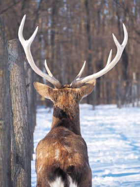 Güneş yakın çekim karlı ormanı geyik