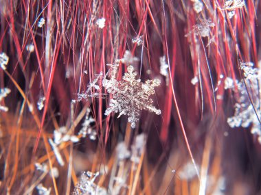 Kar tanesi güzel renkli arka plan makro üzerinde