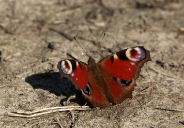 Gün batımında zeminde kırmızı kelebek 