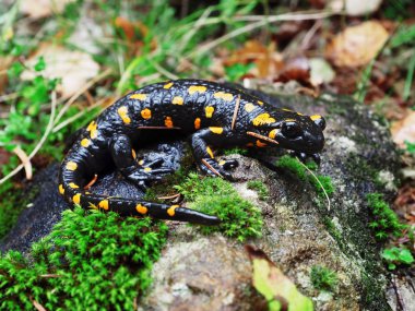 Salamandra taş ve Carpatian Dağları, yeşil çim