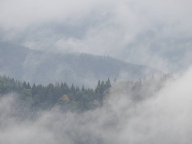 Carpatian Dağları sis ve buğu çam ormanı 