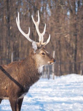 Güneş yakın çekim karlı ormanı geyik