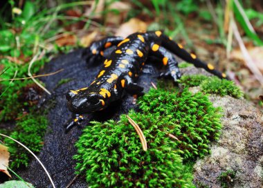 Salamandra taş ve Carpatian Dağları, yeşil çim
