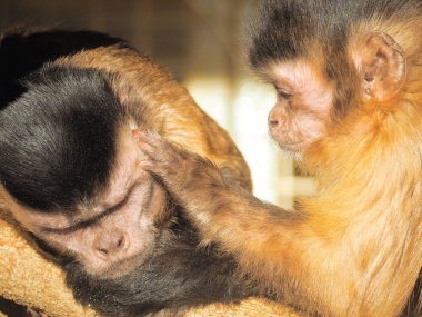 Maymun kırmızı güneşe yakın çekim