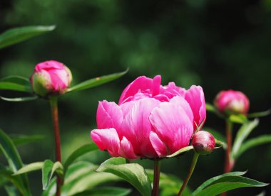 Pembe çiçek yeşil çimen, yakın çekim