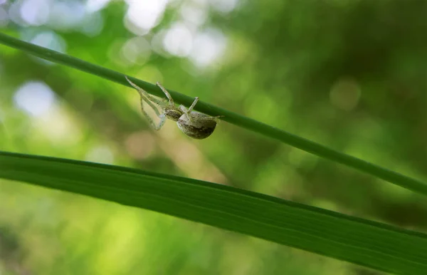 Aranha Marrom Correndo Rastejando Planta Verde — Fotografia de Stock