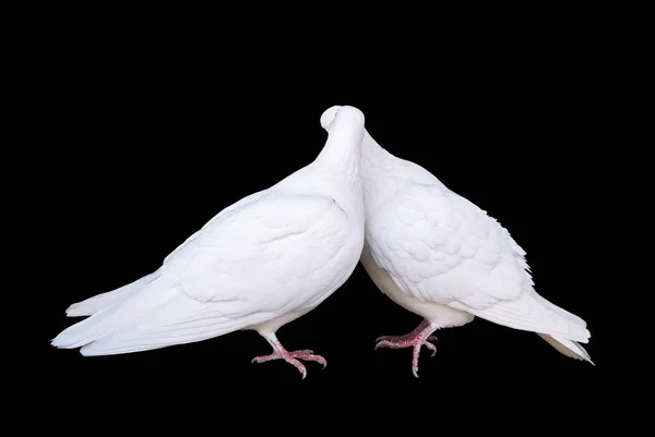 Weiße Tauben Verliebt Küssen Paar Tauben Bei Schwarz Isoliert — Stockfoto