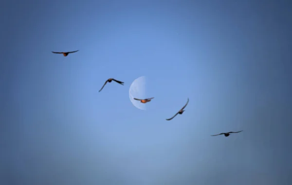 Suddig Abstrakta Fåglar Den Blå Himlen Som Symbol För Frihet — Stockfoto